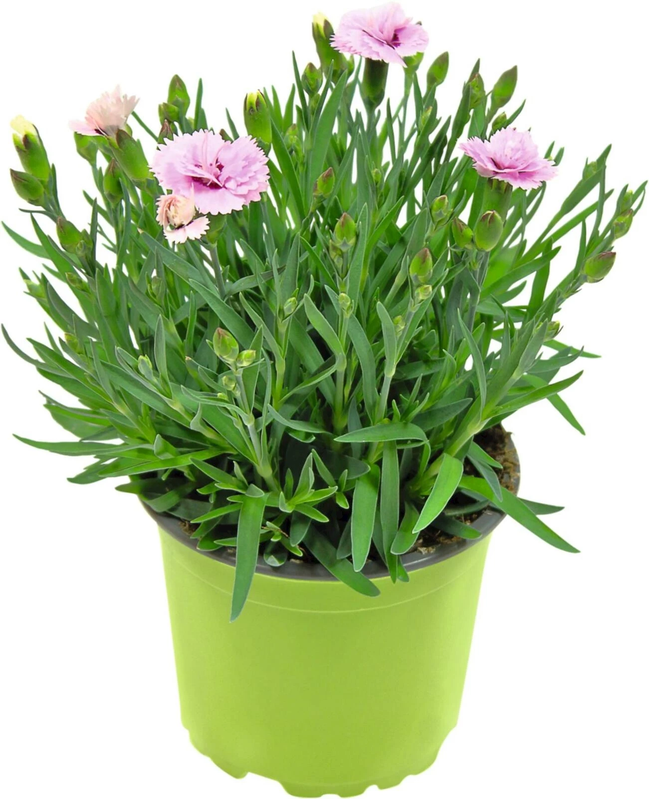 Staudennelken P12 cm