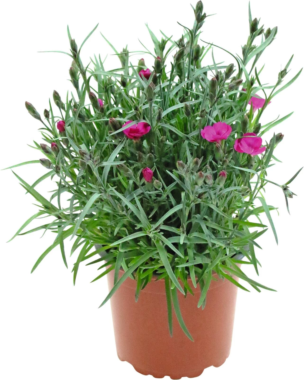 Dianthus pilow P12 cm