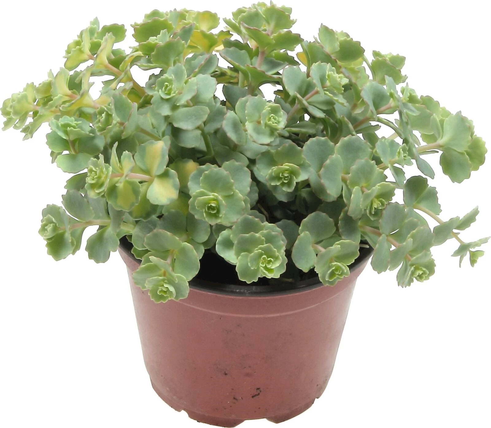 Sedum P12 cm