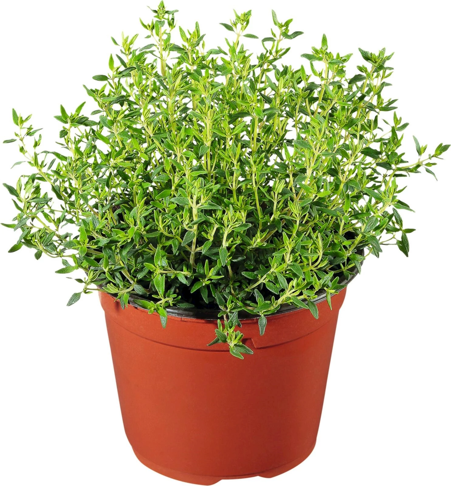 Thymus bodendeckend P12 cm