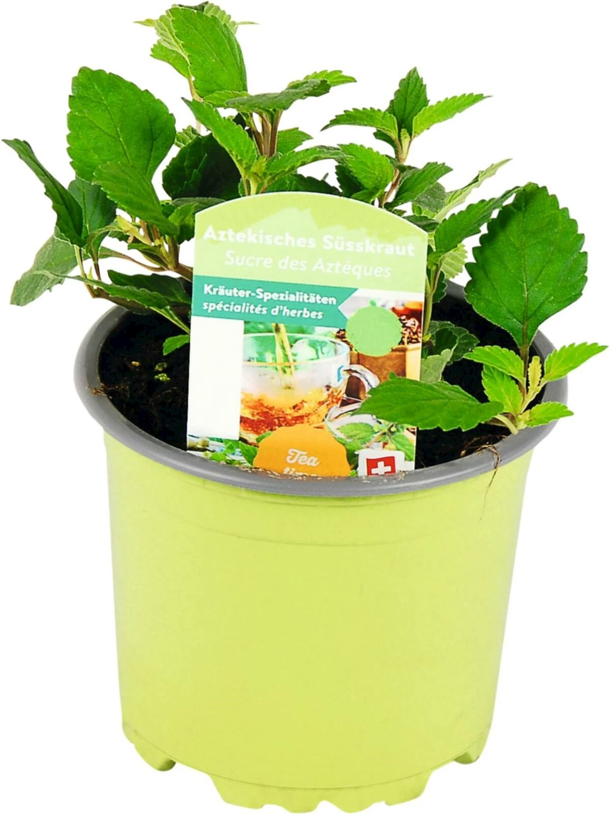 Lippia dulcis P10.5 cm