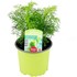 Artemisia arb. P10.5 cm