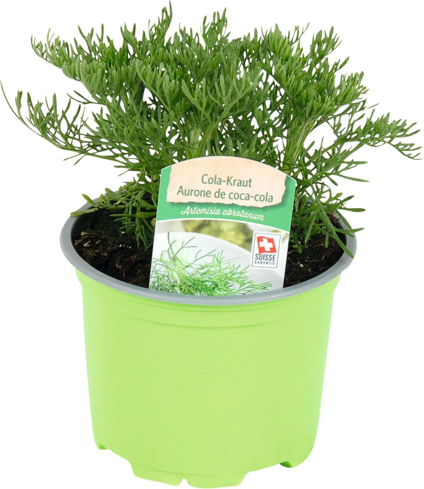 Artemisia arb. P10.5 cm