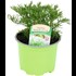 Artemisia arb. P10.5 cm