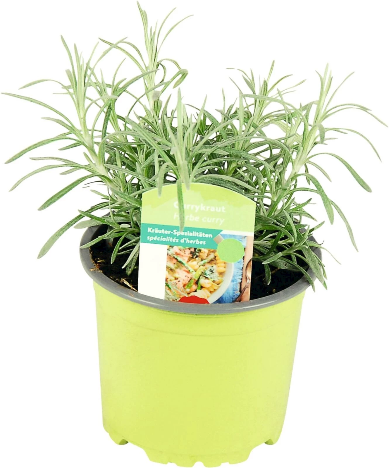 Helichrysum italicum P10.5 cm kaufen Kräuter u. Gewürze LANDI