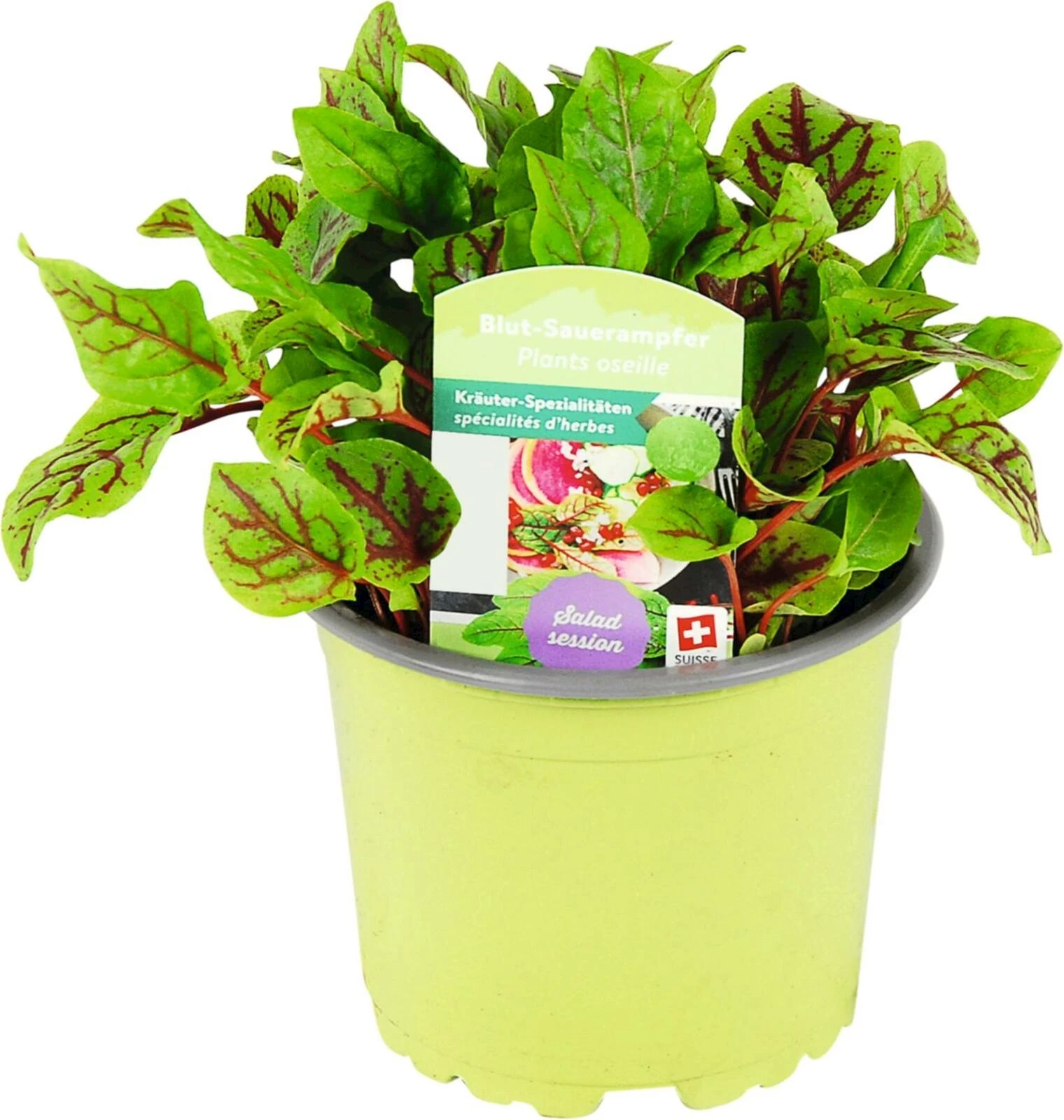 Rumex acetosa P10.5 cm