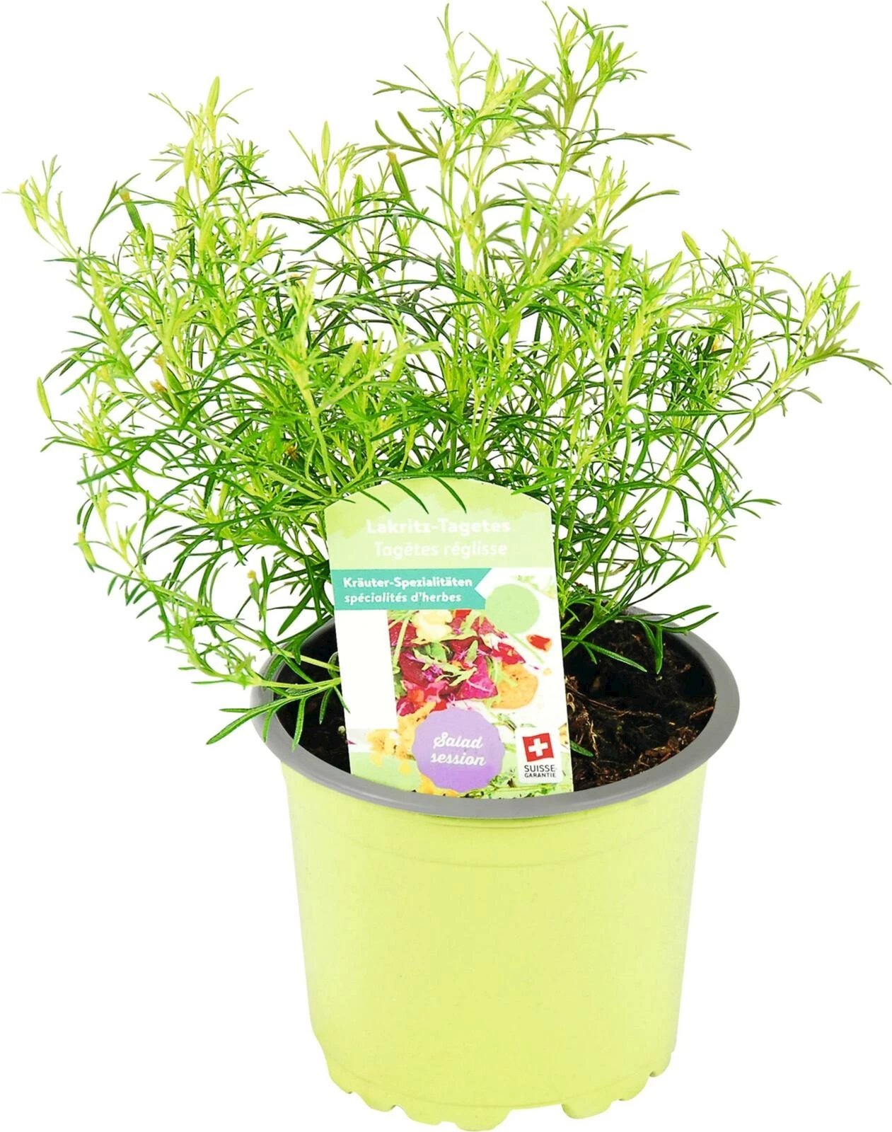 Tagetes filefolia P10.5 cm