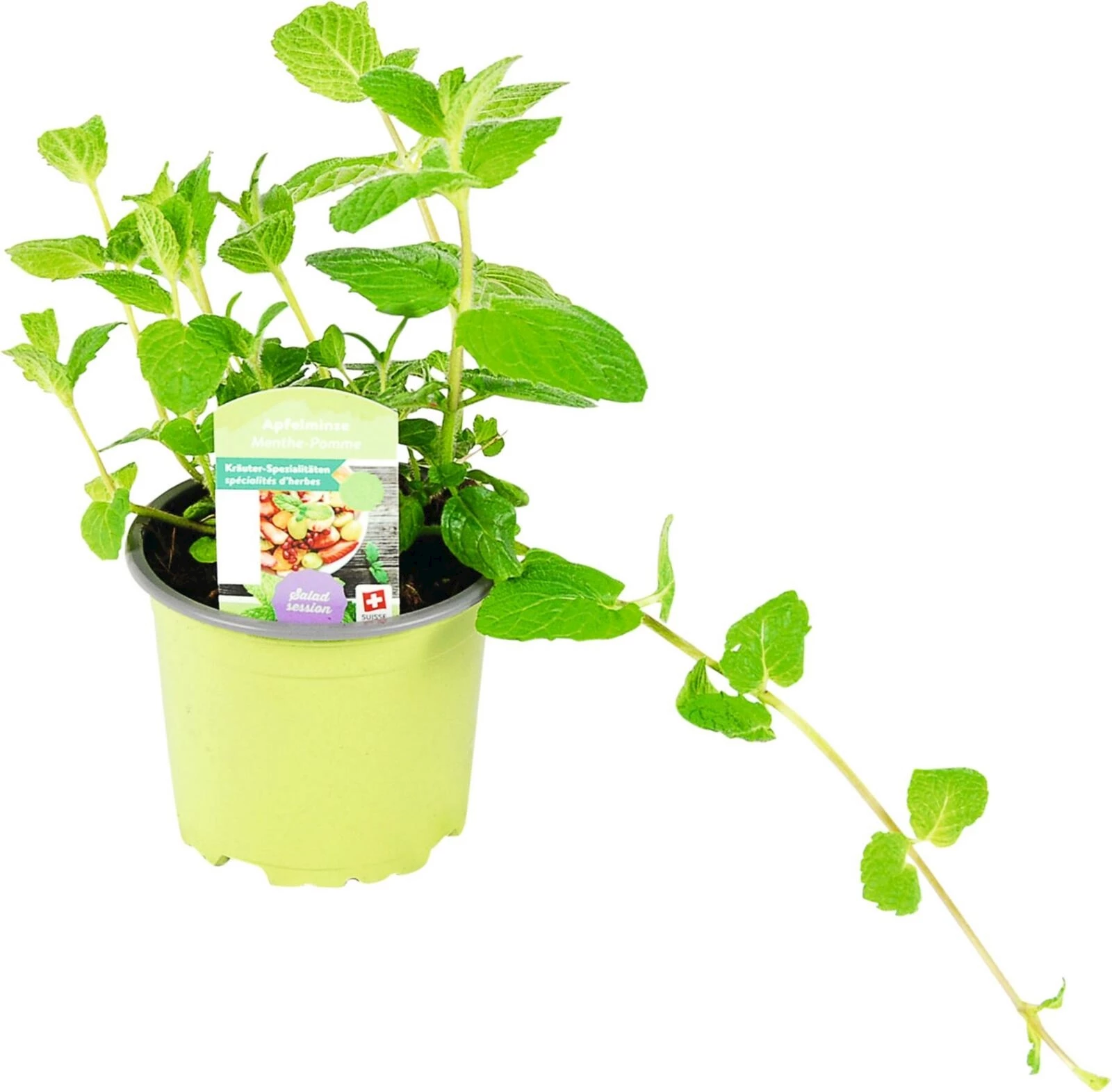 Mentha suaveolens P10.5 cm