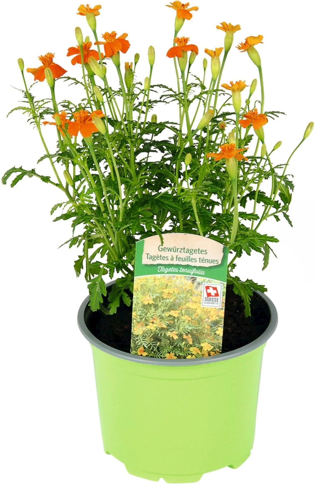 Tagetes tenuifolia P10.5 cm