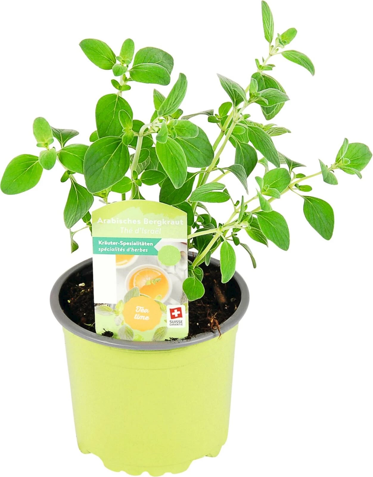 Micromeria fruticosa P10.5 cm