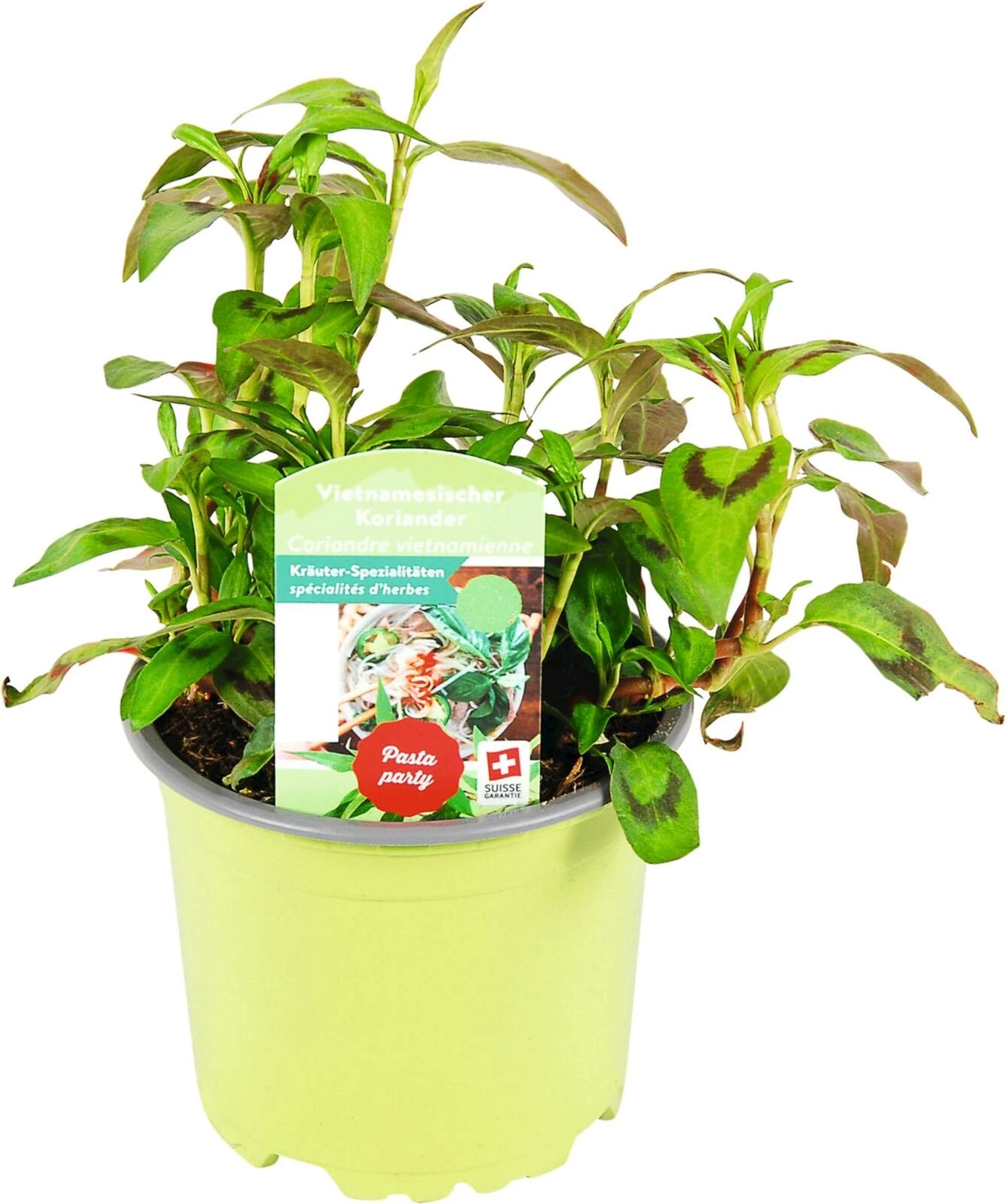 Persicara odorata P10.5 cm