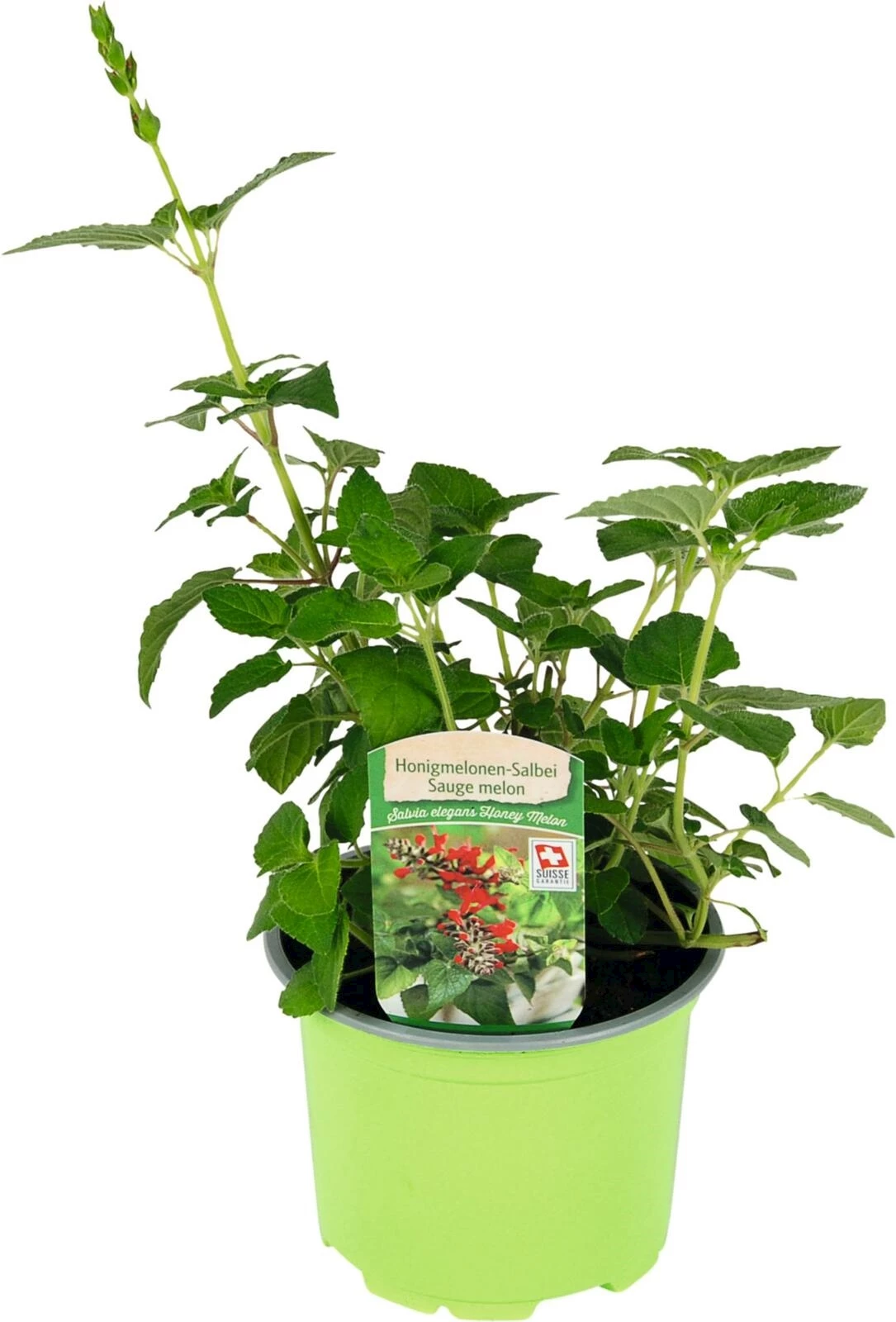 Salvia elegans P10.5 cm