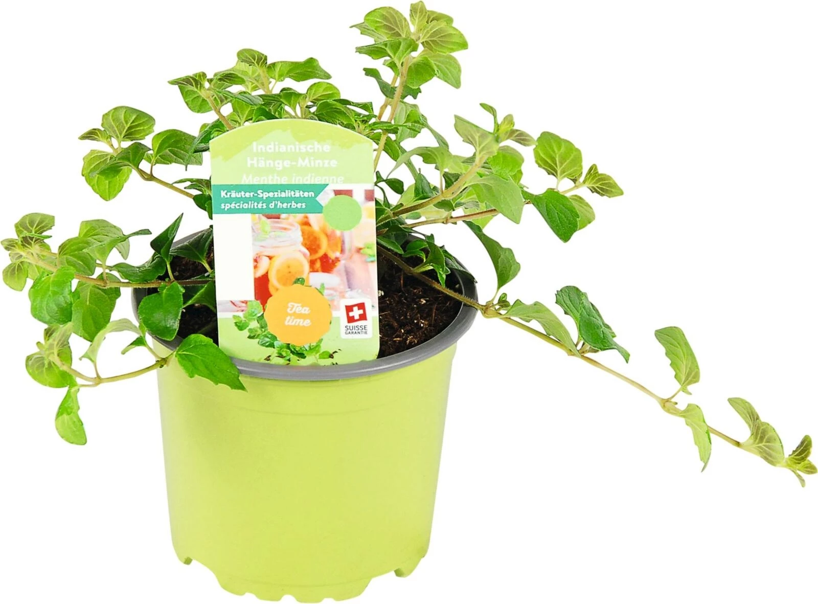 Satureja douglasii P10.5 cm