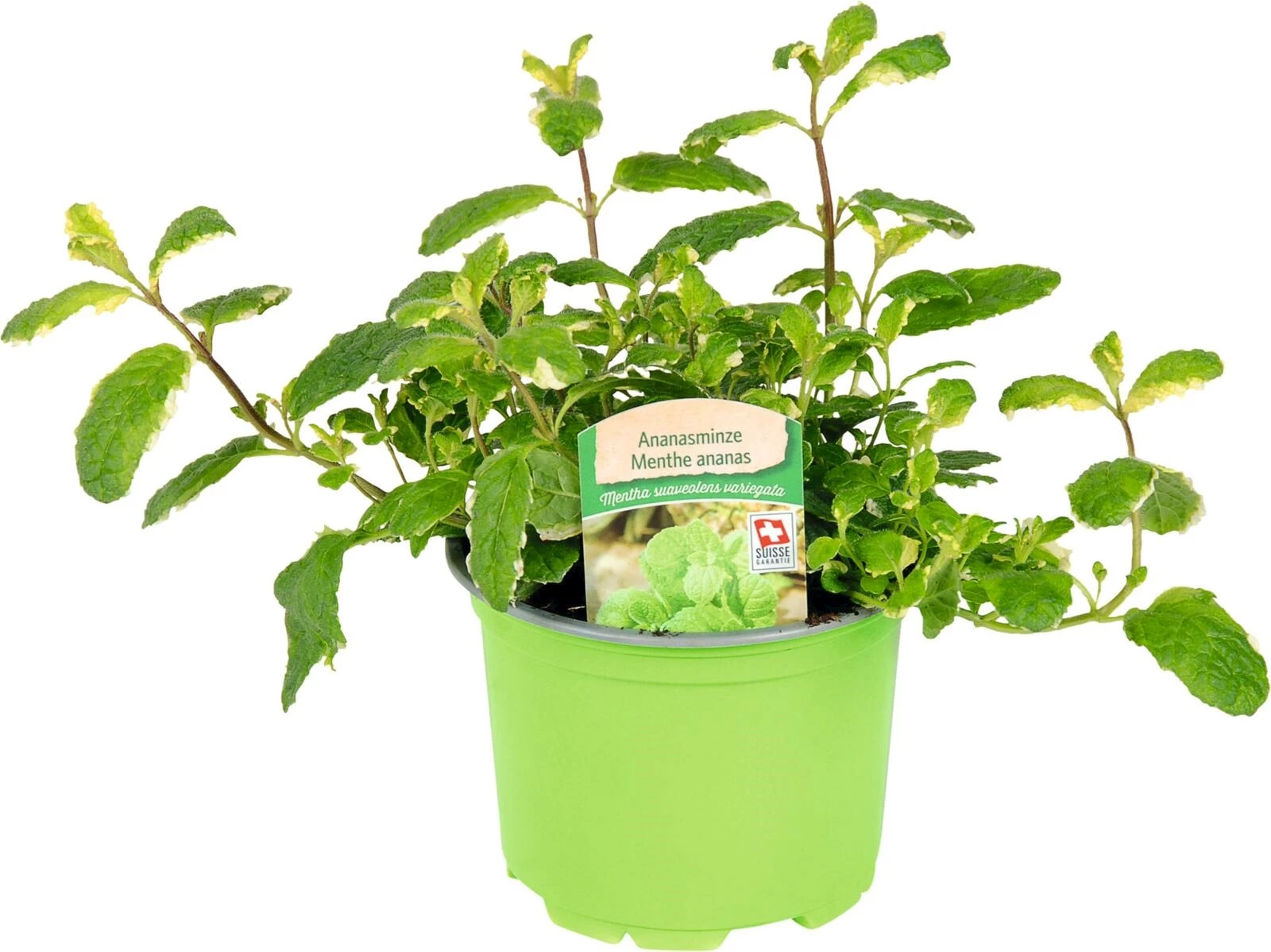 Mentha suaveolens var. P10.5 cm