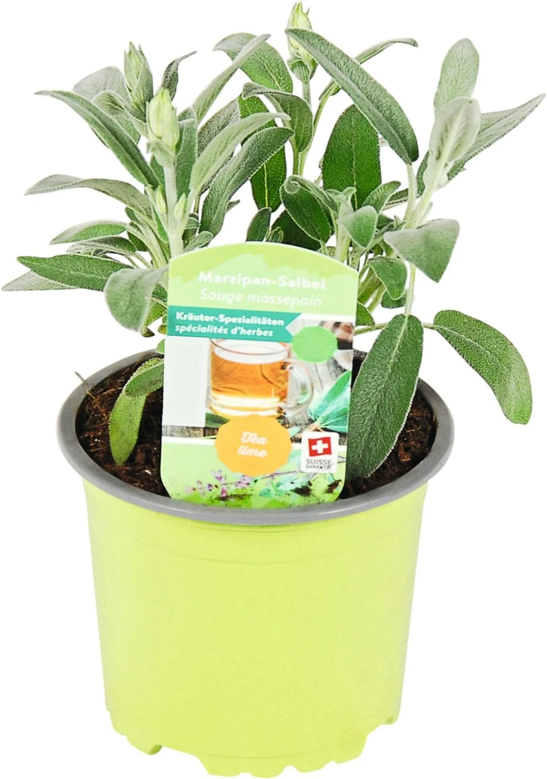 Salvia officinalis P10.5 cm