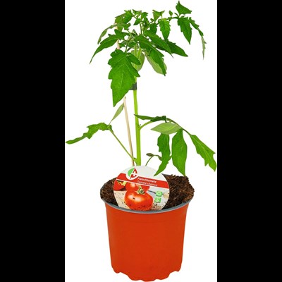 Tomaten Fleisch P15 cm