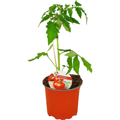 Tomaten Fleisch P15 cm