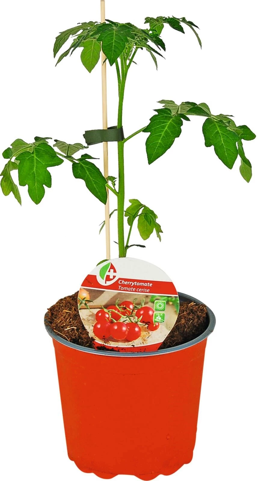 Tomaten Cherry P15 cm kaufen Setzlinge u. Gemüse LANDI