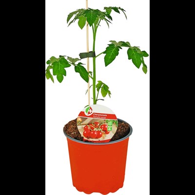Tomates cherry P15 cm