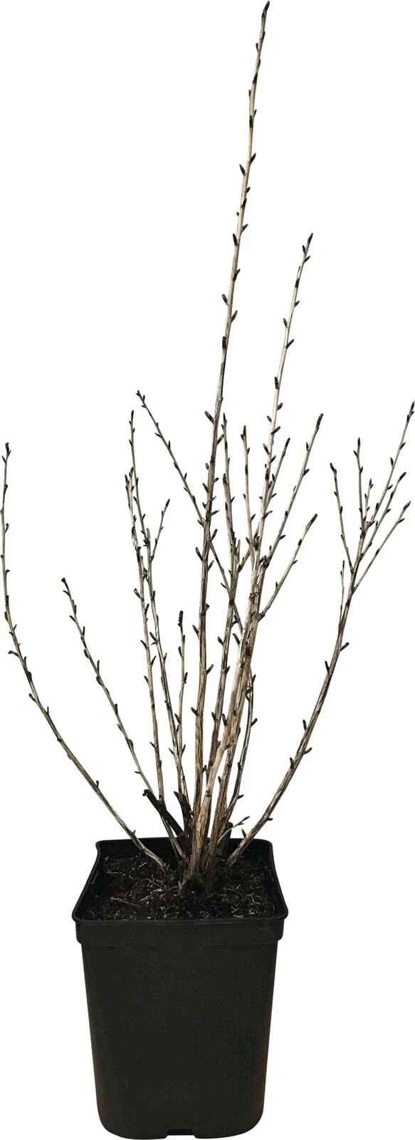 Stachelbeeren gelb P5 l