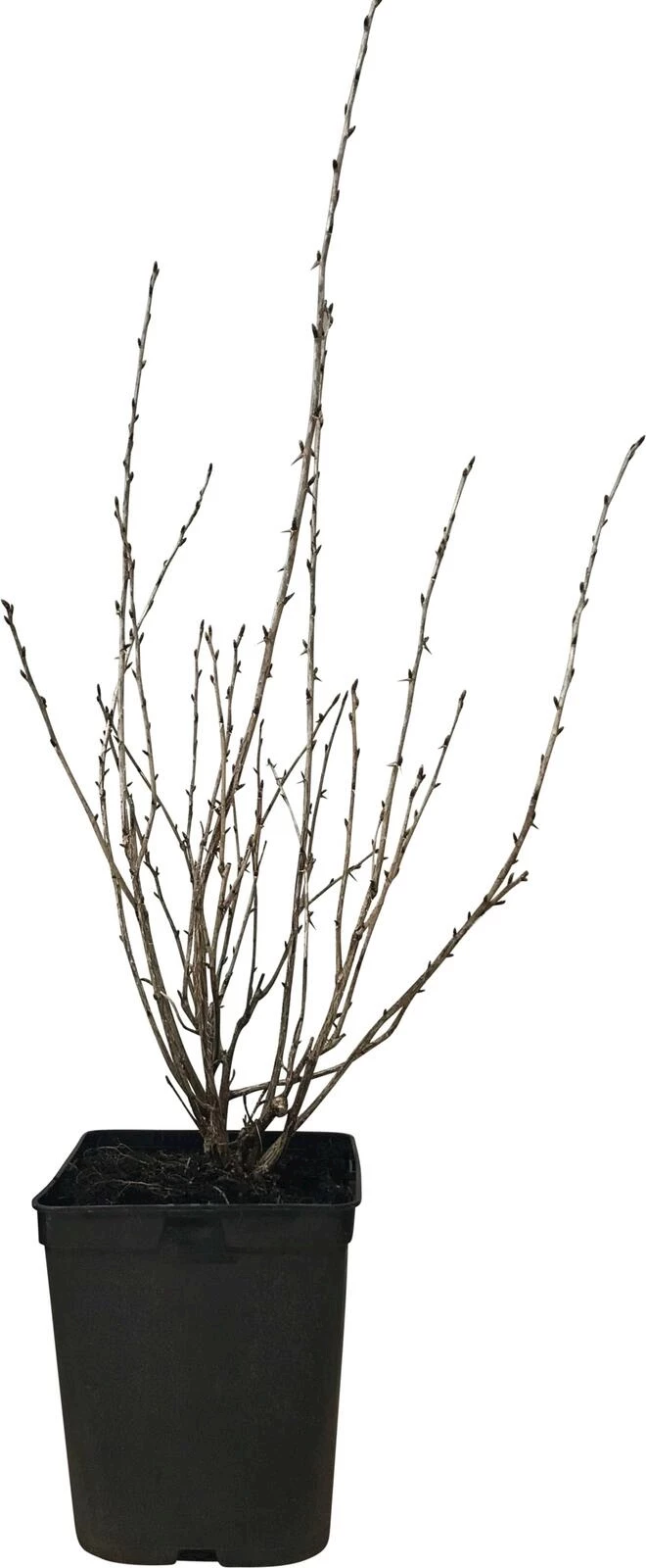 Stachelbeeren rot P5 l