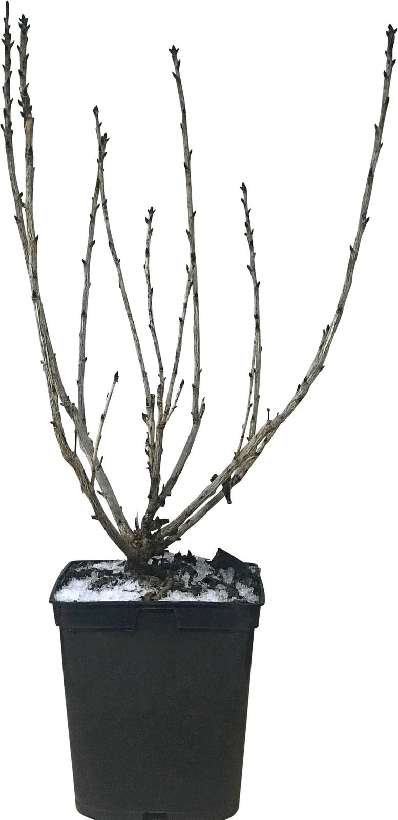 Johannisbeeren rot P5 l