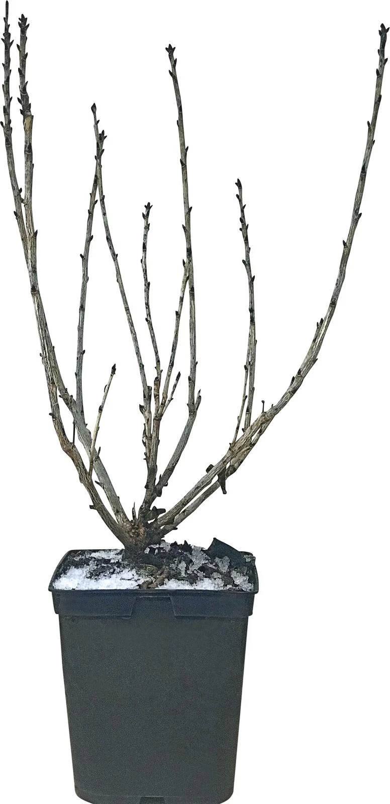 Johannisbeeren weiss P5 l