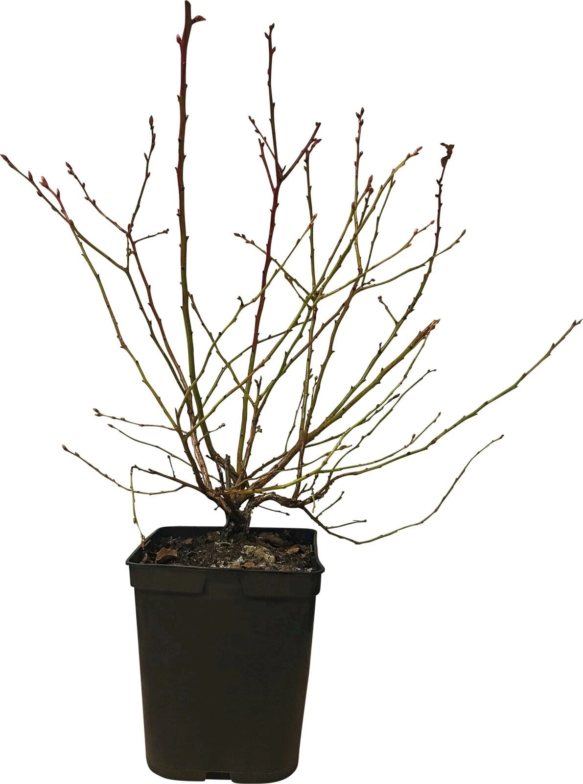 Heidelbeeren Früh Duke P5 l