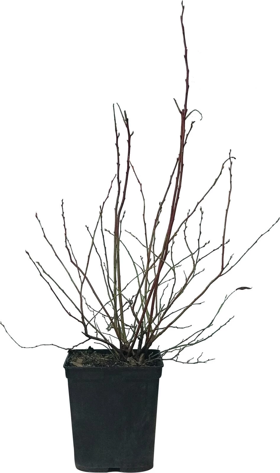 Heidelbeeren mittel Bluecrop P5 l