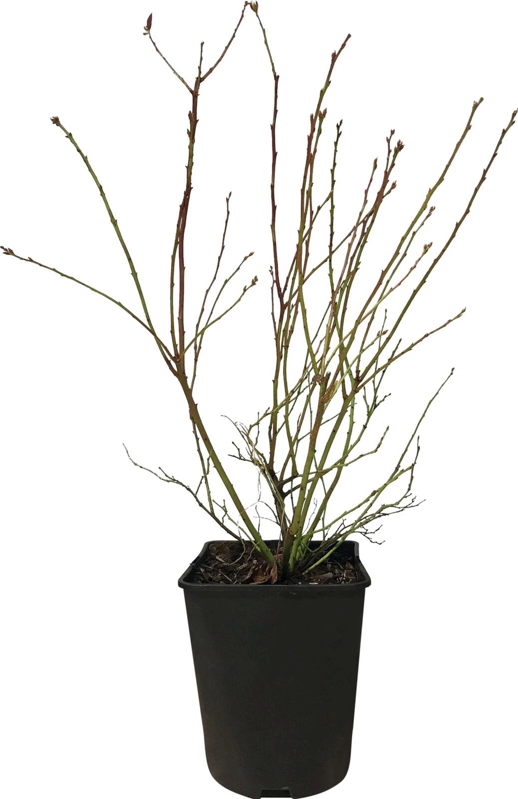 Heidelbeeren Gourmet Blueroma P5 l