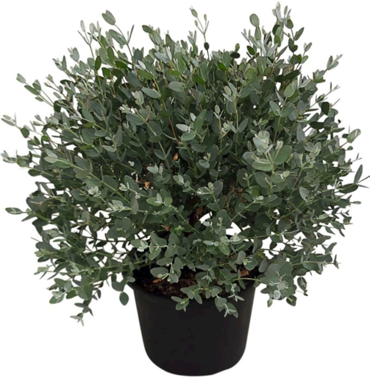 Eucalyptus buisson P17 cm