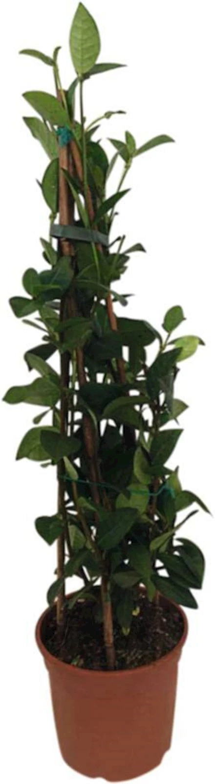 Rhyncospermum Pyramide P18 cm