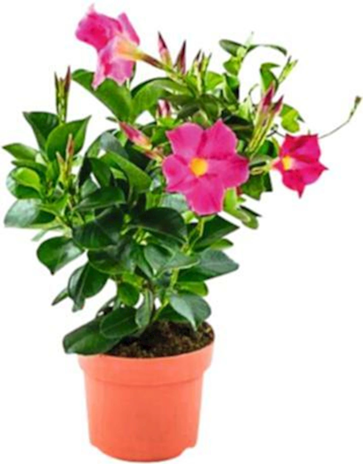 Dipladenia Busch P14 cm kaufen Mediterrane Pflanzen LANDI