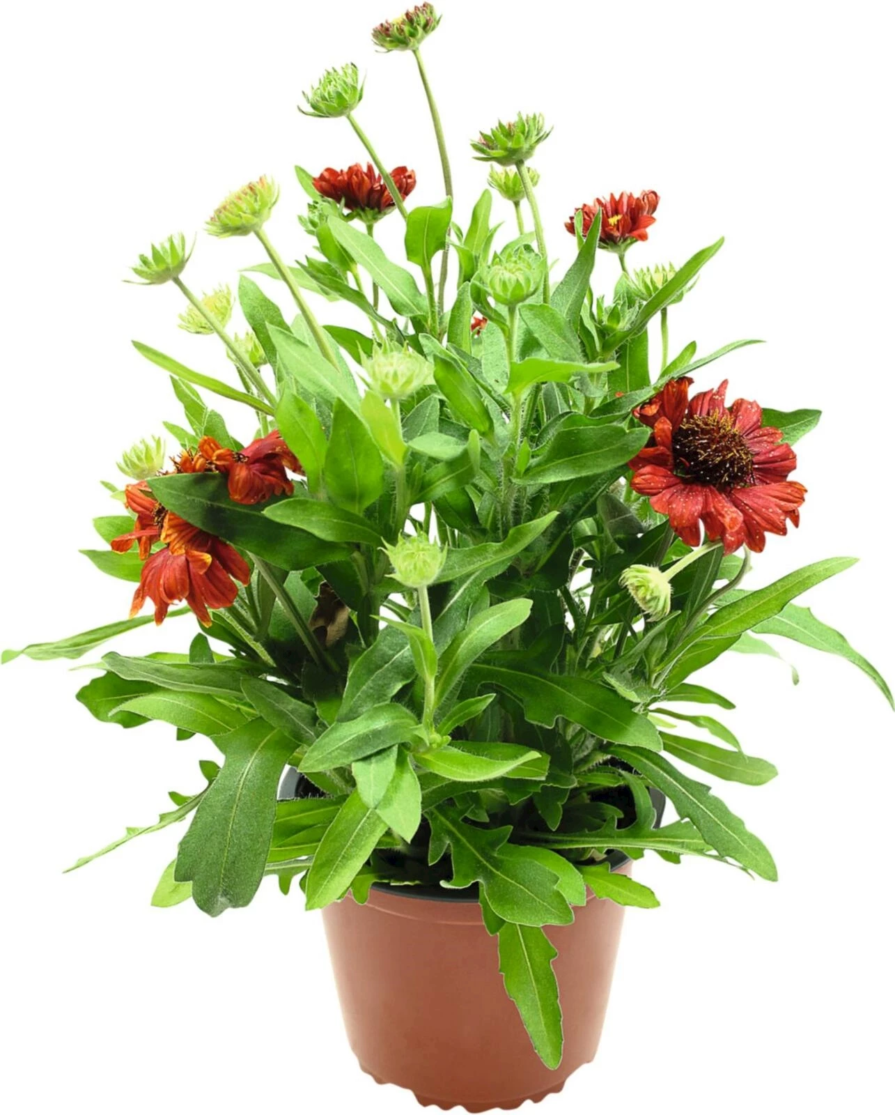 Gaillardia P12 cm