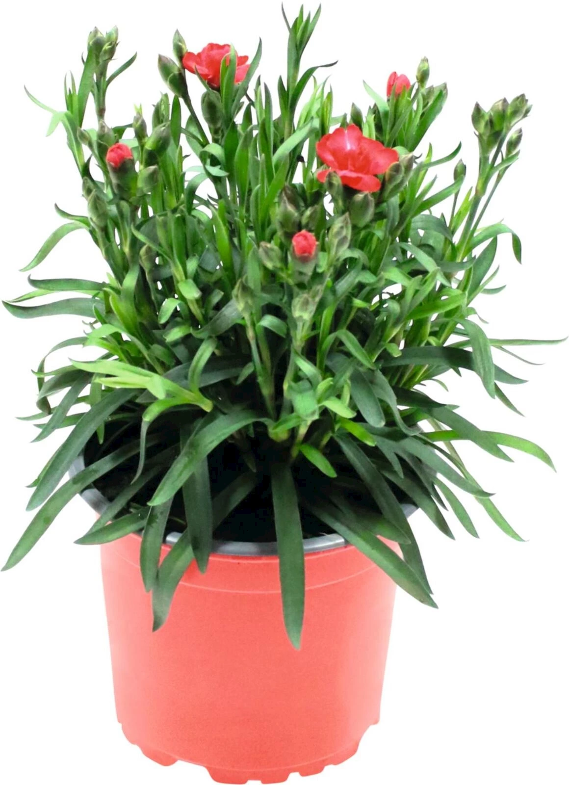 Dianthus Early Love P12 cm