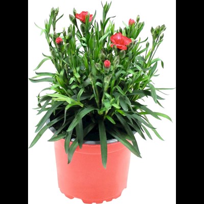 Dianthus Early Love P12 cm