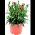 Dianthus Early Love P12 cm