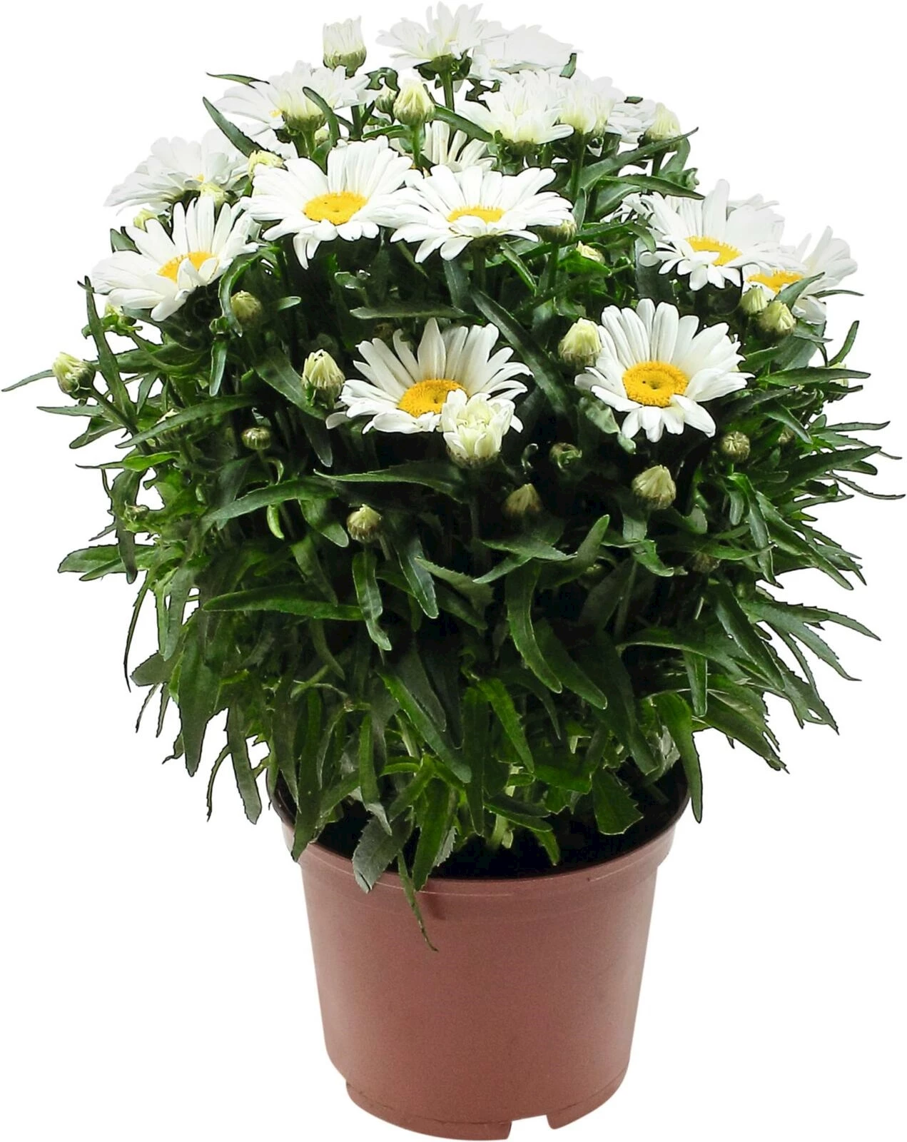 Leucanthemum max. P12 cm