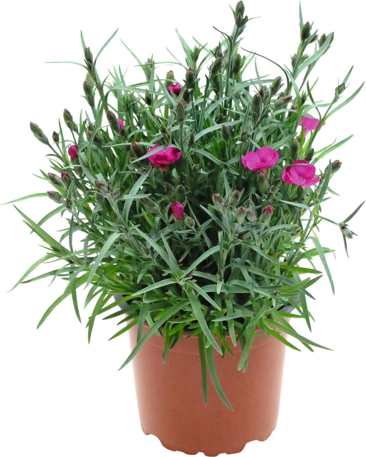 Dianthus pilow P12 cm