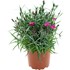 Dianthus pilow P12 cm