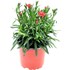 Dianthus carmen P12 cm