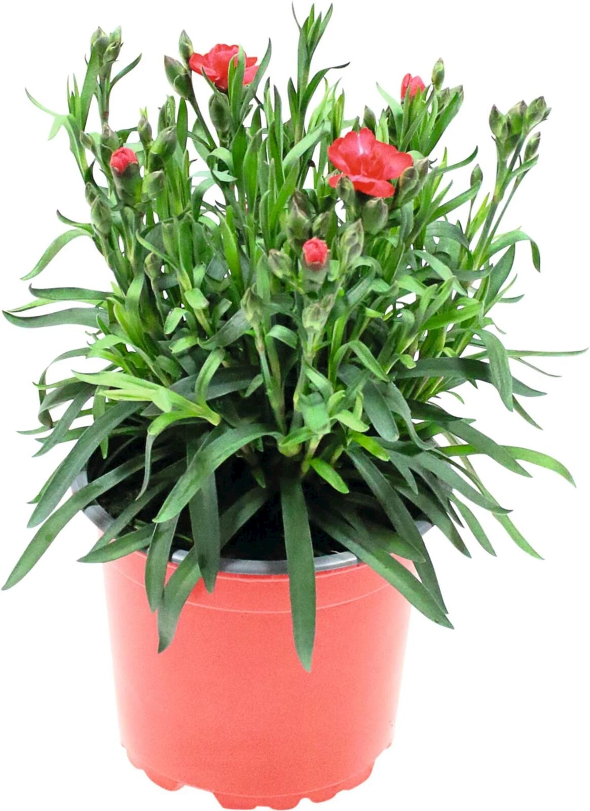 Dianthus carmen P12 cm