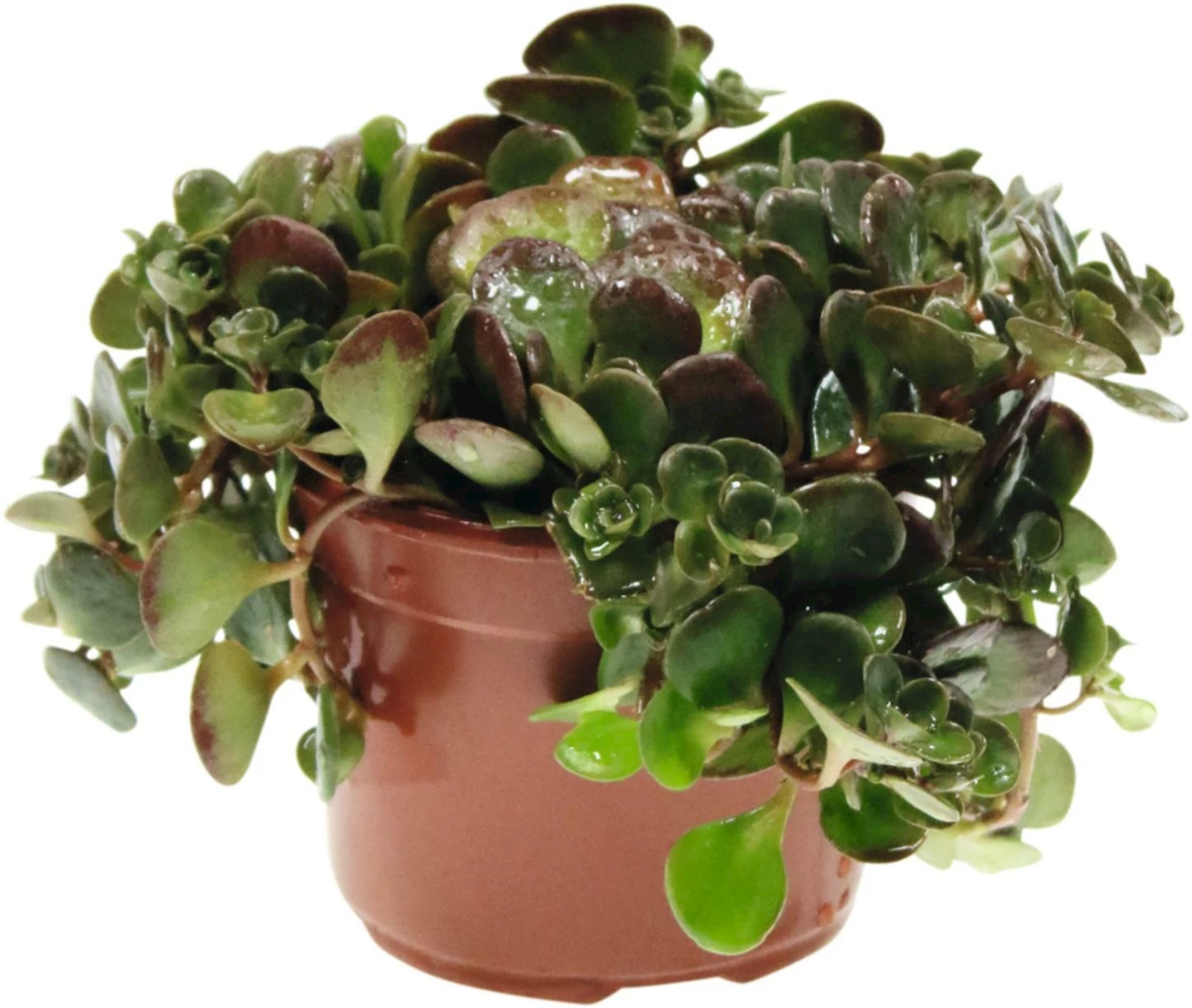 Sedum coral reef P12 cm