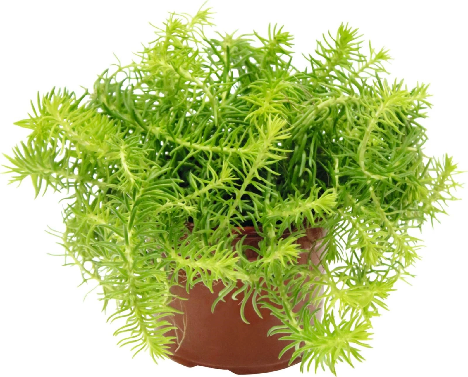 Sedum goldmund P12 cm