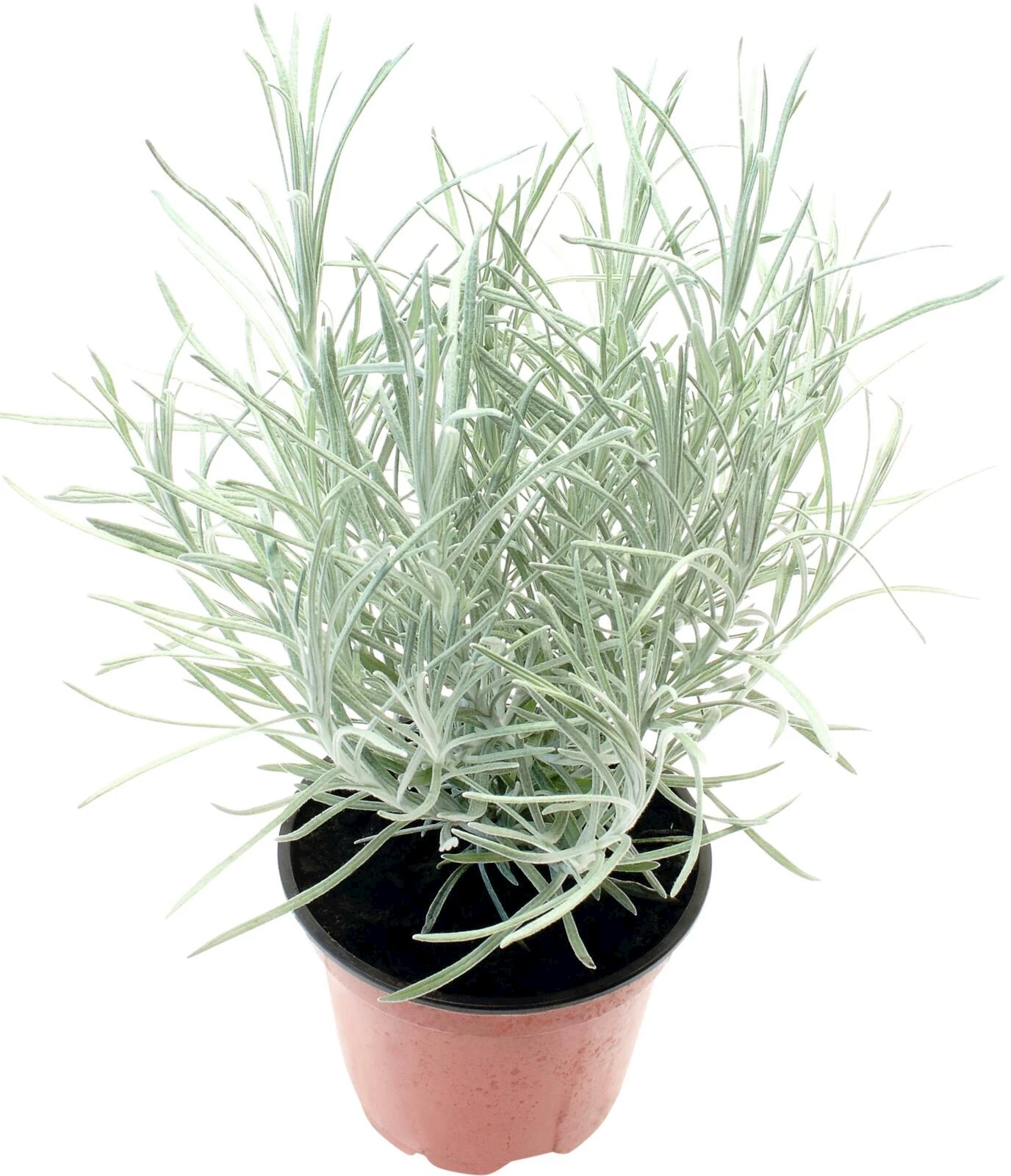 Helichrysum silvio spreading P12 cm