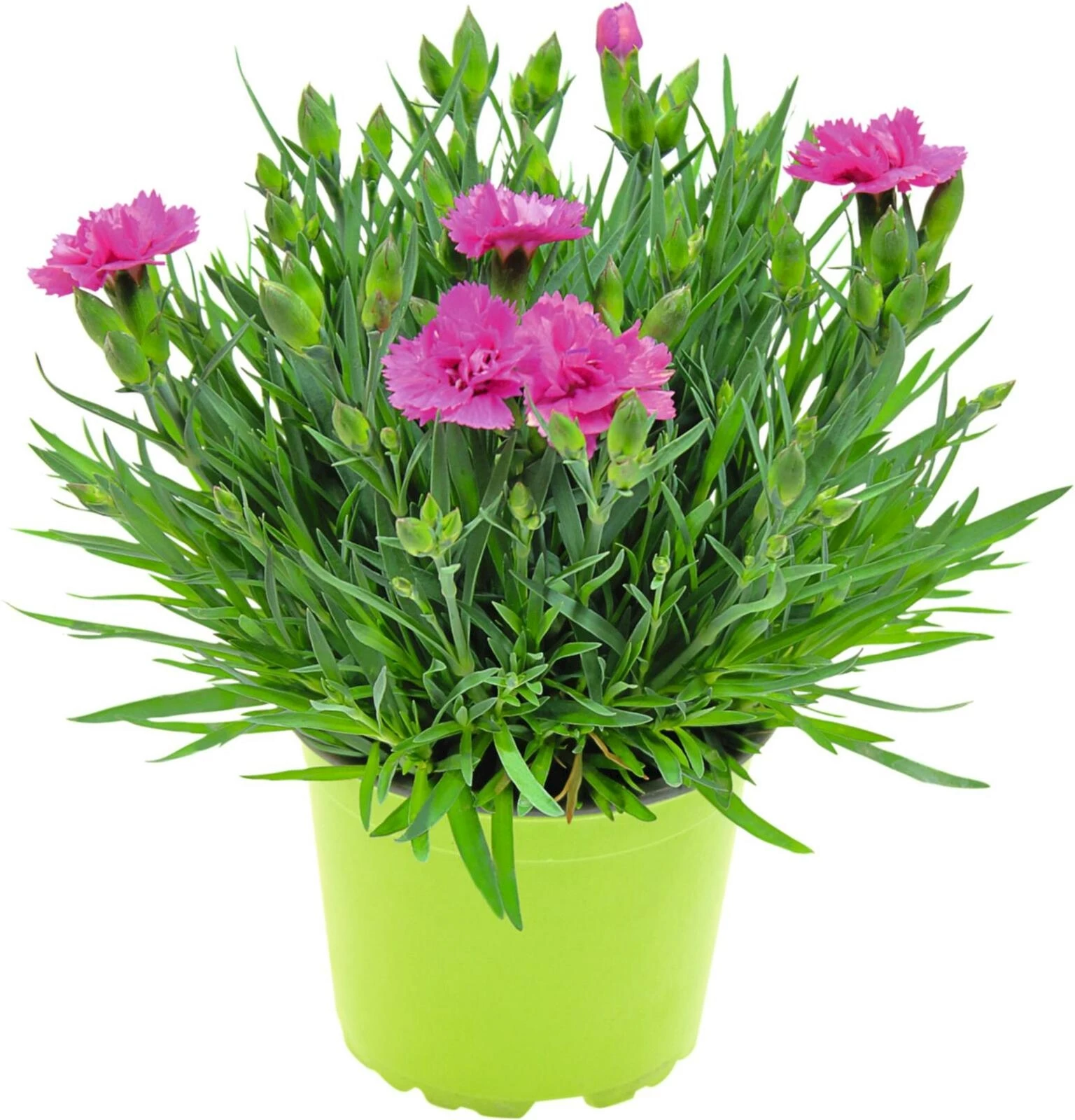 Staudennelken P12 cm