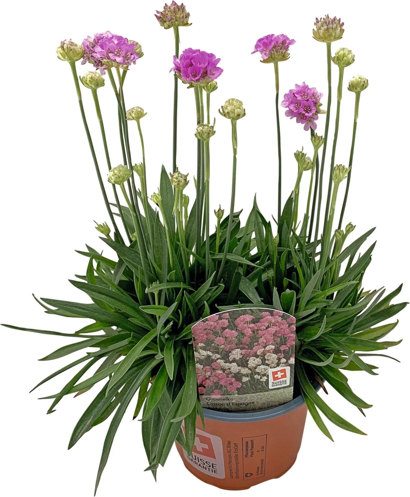 Armeria maritima P13 cm