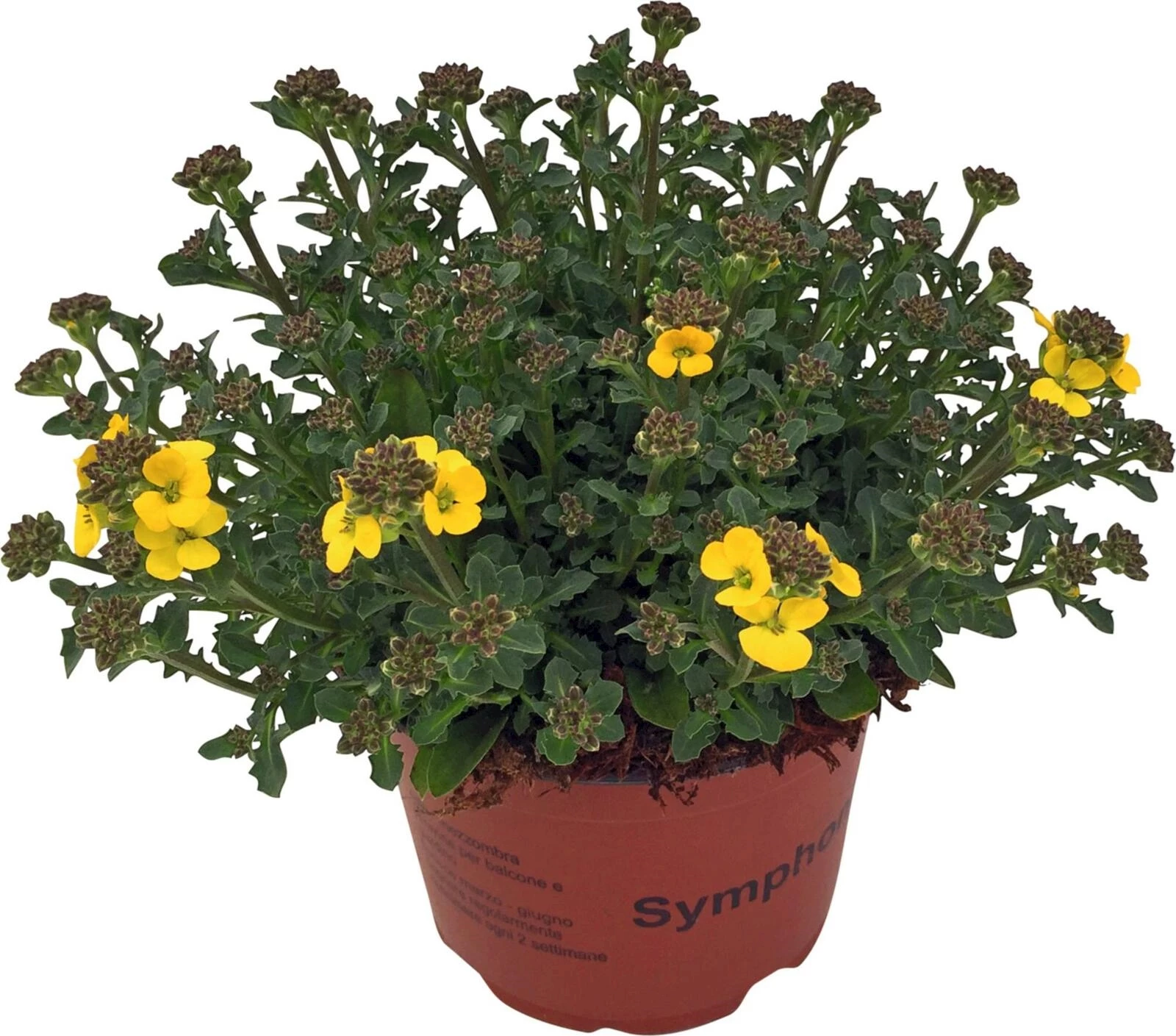 Erysimum P13 cm