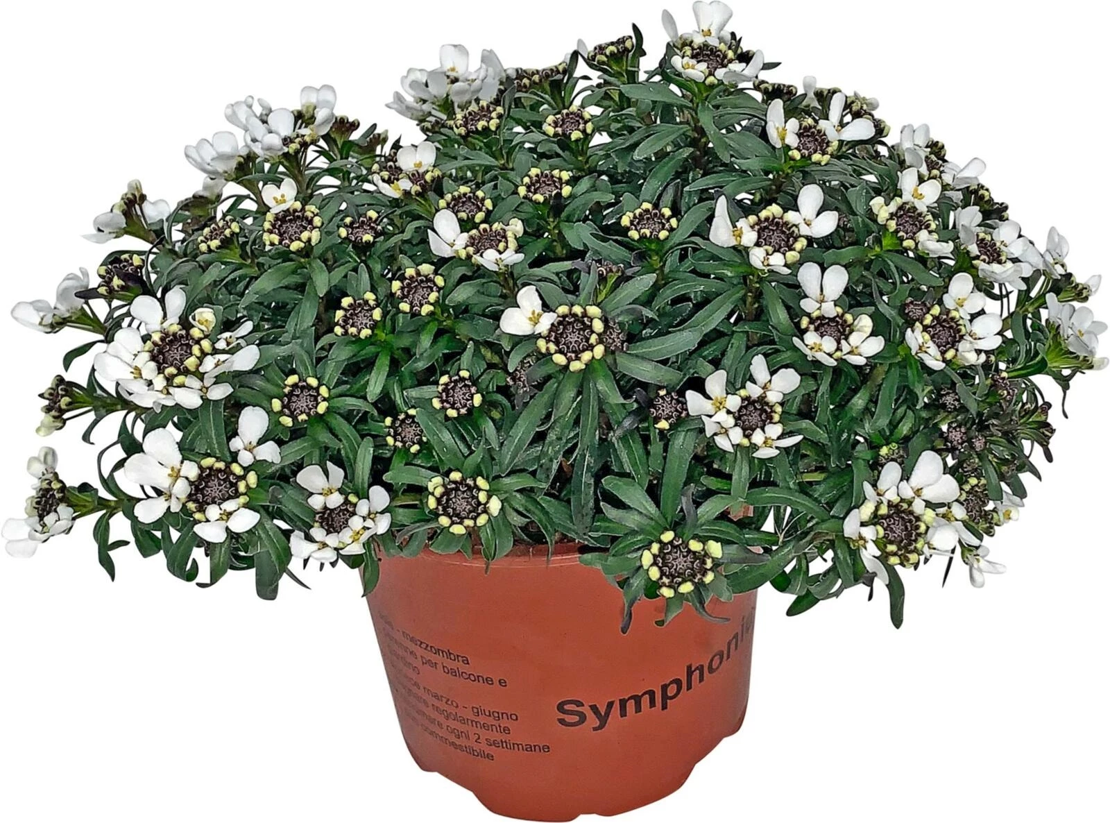 Iberis sempervirens P13 cm