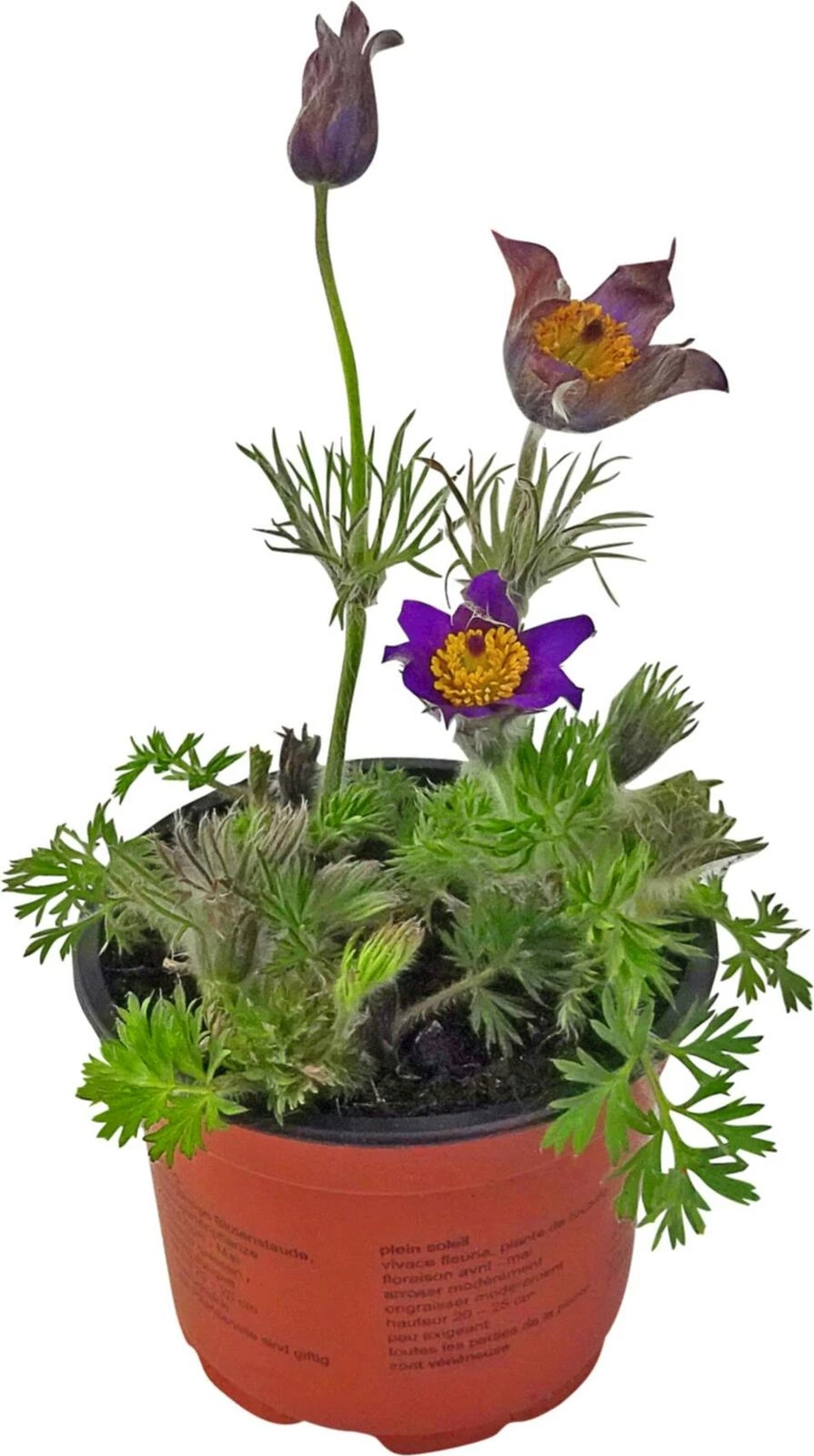 Pulsatilla P13 cm